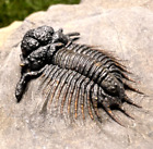 Bumpy Acanthopyge (Lobopyge) Trilobite fossil - Nicely Prepared