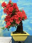 Joe Bonsai Azalee Wurzelform Satsuki " SARAN " 24 Jahre Japan Schale KP  Neu