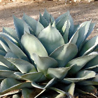 Agave ovatifolia -  - agave a foglie ovali