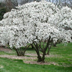 1 PIANTA DI MAGNOLIA STELLATA BIANCA VASO 18CM caducifoglia