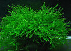 PIANTA MUSCHIO ACQUARIO VESICULARIA DUBYANA JAVA MOSS AQUARIUM LIVE PLANT !