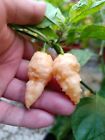 SEMI 7 POT BUBBLEGUM WHITE, PEPERONCINO PICCANTE, 20 SEMI