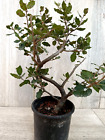 Bonsai Prebonsai Leccio