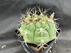 GYMNOCALYCIUM PFLANZII - VIVAIO IL GIARDINO DI MAYA- CACTUS 5