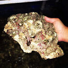 Rocce vive per acquario marino spurgate e ricche di vita al kg