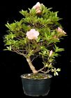 Bonsai - Azalee - Rhododendron indicum  37 cm - rosa Blüten - Freiland - #3328