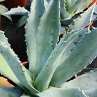 Agave americana blu talea  anni 1