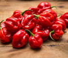 5 SEMI PEPERONCINO HABANERO ROSSO