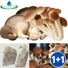 2 KIT COLTIVAZIONE FUNGHI CARDONCELLI + PIOPPINI (1+1) PANI DI FUNGO SUBSTRATO