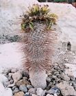 Pachypodium namaquanum, 5 seeds