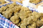 Tartufo Bianco Pregiato - Tuber Magnatum  Pico  D Alba - ITALIA