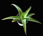 ALOE VAMBALENI -  rare plant, own roots