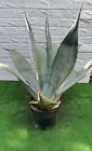 Agave Americana Blu