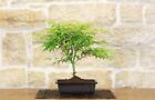 Pre bonsai di Acero Palmato Little Princess