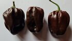 20 semi di Peperoncino Habanero Black