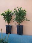 Cryptomeria japonica Cedro Giapponese Conifere bonsai pre bonsai Boschetti