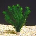 PIANTA PIANTE FACILE ACQUARIO ELODEA EGERIA DENSA EASY LIVE AQUARIUM PLANT !