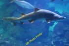 Photo 6x4 Shark in the Blue Planet Aquarium, Ellesmere Port  c2015