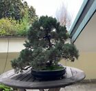 Bonsai di Ginepro Giapponese 40 anni 