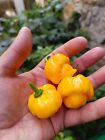 SEMI TRINIDAD MORUGA SCORPION YELLOW,7 POD PEPPER, PEPERONCINO PICCANTE, 20 Semi