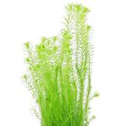 mayaca fluviatilis  IN VITRO COPPETTA PIANTA VERA GALLEGGIANTE ACQUARIO DOLCE