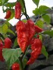 PEPERONCINO - Capsicum chinense.  BHUT BIH JOLOKIA " 15 SEMI +OMAGGIO