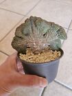 Euphorbia Obesa X Pseudoglobosa Crestata