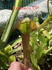 Graines De Sarracenia Excellens OP X Adrian Slack