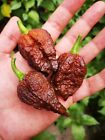 SEMI BIG MAMA BLACK, SEMI PEPERONCINO PICCANTE, HOT PEPPER SEED, 20 SEMI