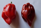 Habanero Purple Polvere Peperoncino piccante 10g