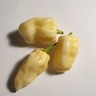 Habanero White Bianco Polvere Peperoncino piccante 10g