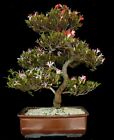 Bonsai - Azalee - Japan - Rhododendron indicum 58 cm - rot / rosa -Outdoor #3315