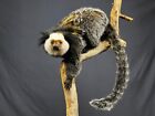 Weißkopf Büschelaffe Monkey Affe Taxidermy Tierpräparat  HKN Cites