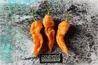 Giant orange scorpion Isolated 8 Semi Natural Peperoncino Piccante