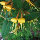 Caprifoglio di vite (Lonicera acuminate) 1L - Varietà himalayana