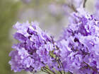 Jacaranda mimosifolia - jacaranda viola (Alveolo forestale) - 10-15