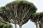 Dracaena draco subsp. draco Madeiran Dragon Tree