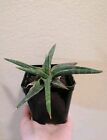 Sanseveria Francisii Dracaena Succulenta Cactacea Pianta Grassa