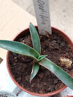 Agave ovatifolia Planta joven 5 cm Suculenta Cactus Echeveria