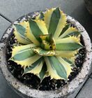 Agave Titanota Snaggle Tooth  D Pot 13cm Rare Variegated