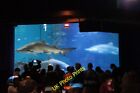 Photo 6x4 Sharks in the Aquatheatre at the Blue Planet Aquarium, Ellesmer c2015