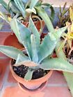 Agave americana, agave blu, 14/50 cm.