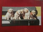 Cartolina CANI Golden Retriever -foto Adriano Bacchella ( 11X22)