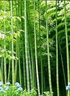 10 semi di BAMBU  ARUNDINACEA BAMBOO + OMAGGIO