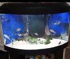 acquario Sera 120lt angolare completo