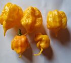 20 semi di Peperoncino Carolina Reaper Orange