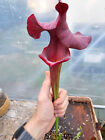 Sarracenia Reptilian Rose X Moorei Adrian Slack ; (OBH139)