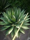 Agave Blue Glow "shaka Zulú"