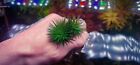 Eriocaulon  Ratnagiricum  Rare Plant Aquarium 1 Plant