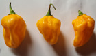 Habanero Golden Polvere Peperoncino piccante 10g